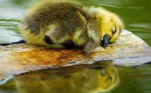 These 35 Pics Of Cute Ducks Might Make Your Day Better