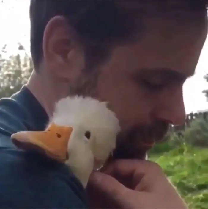 These 35 Pics Of Cute Ducks Might Make Your Day Better