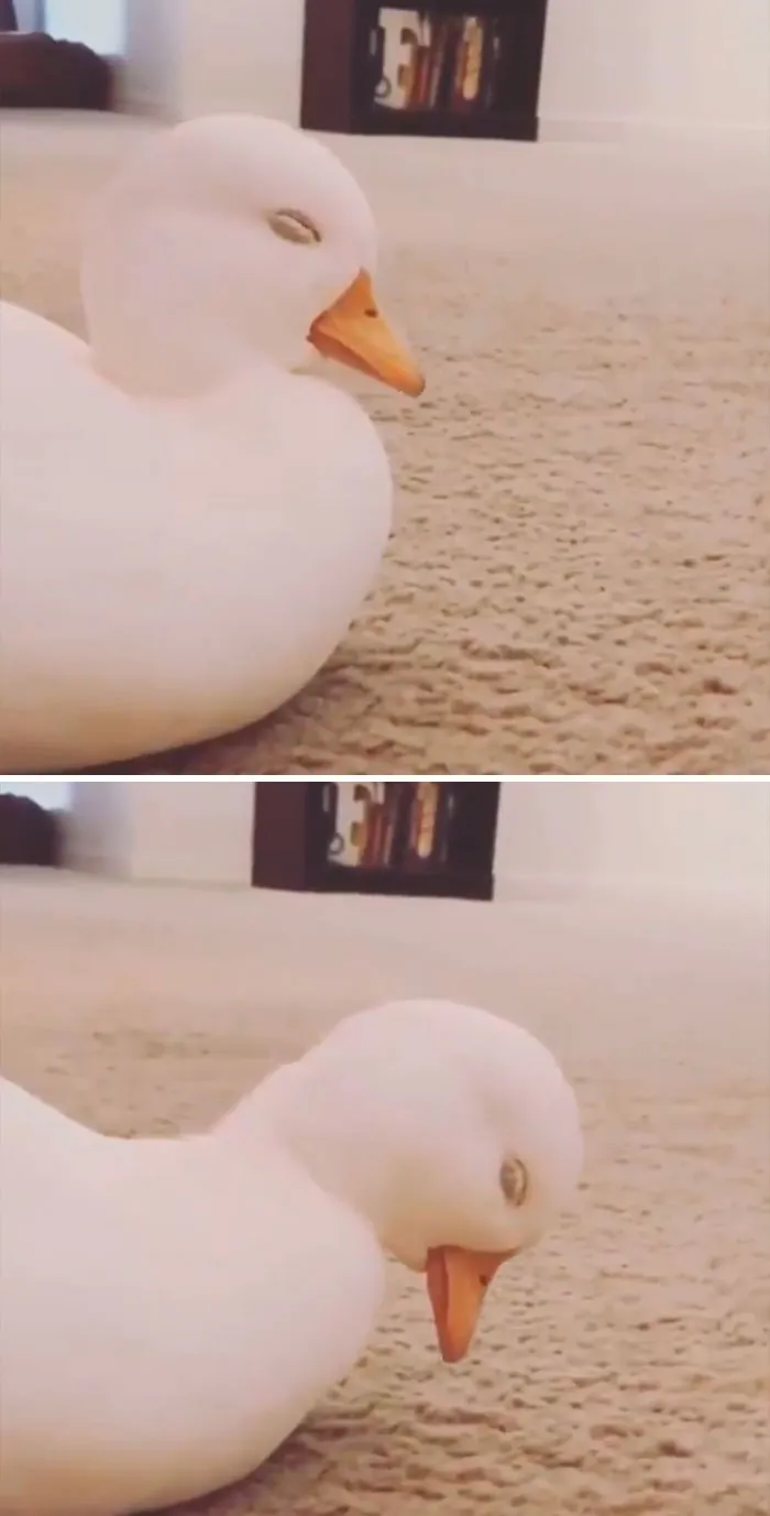 These 35 Pics Of Cute Ducks Might Make Your Day Better