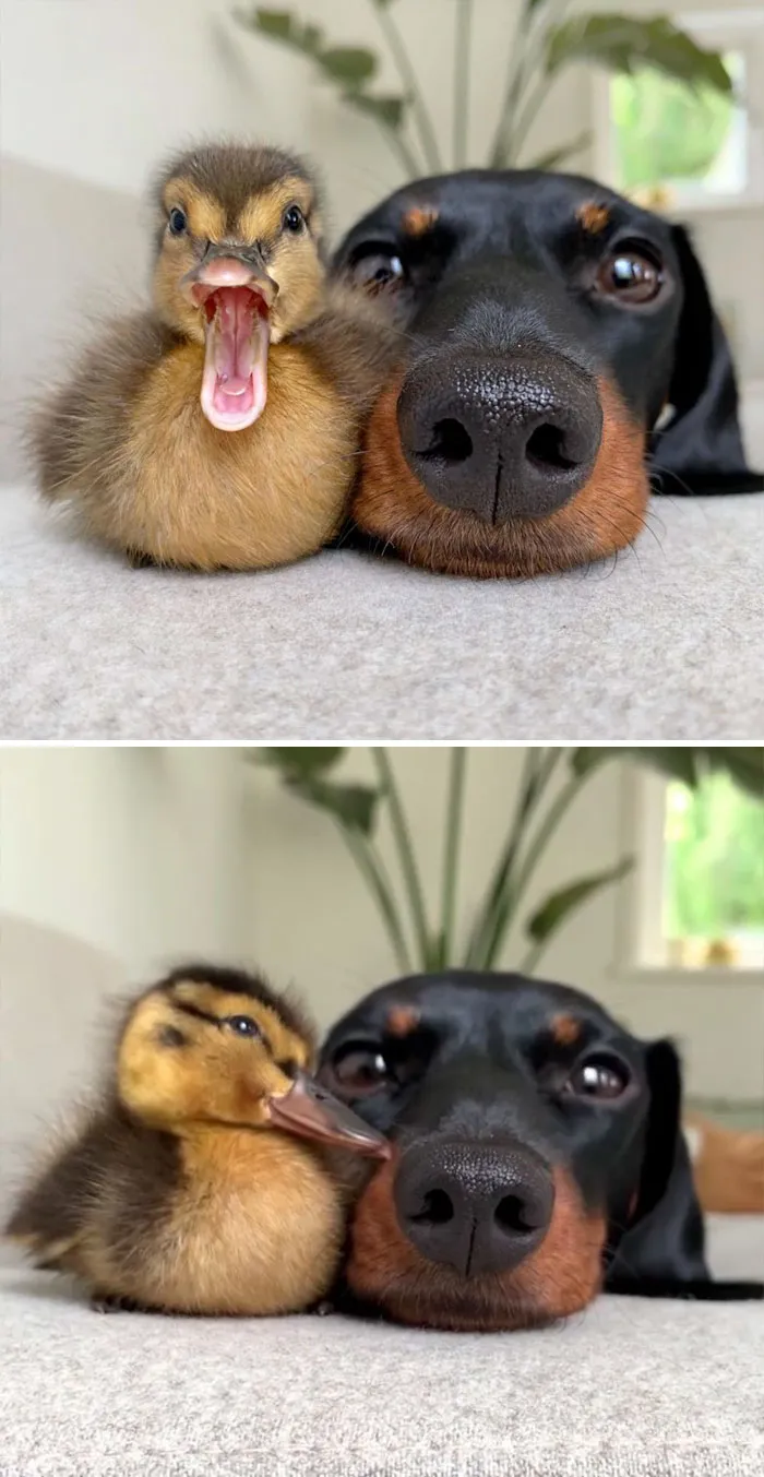 These 35 Pics Of Cute Ducks Might Make Your Day Better