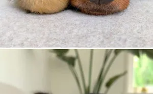 These 35 Pics Of Cute Ducks Might Make Your Day Better
