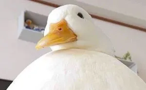 These 35 Pics Of Cute Ducks Might Make Your Day Better
