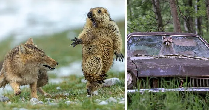 The 35 Best Wildlife Photos Of 2019