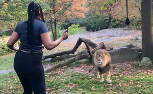 Woman Climbs Into A Lion Enclosure In A Bold Display Of Stupidity
