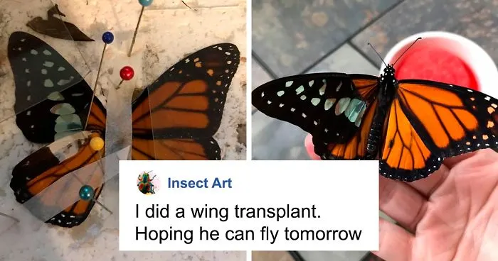 Zoo Asks For Woman’s Help In Repairing Butterfly's Wings, She Gives It A Transplant