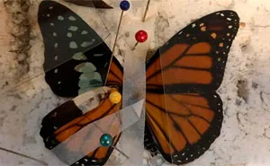 Zoo Asks For Woman’s Help In Repairing Butterfly's Wings, She Gives It A Transplant