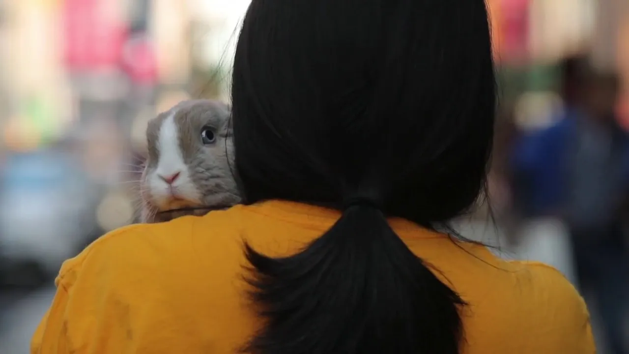 A Bunny In New York City