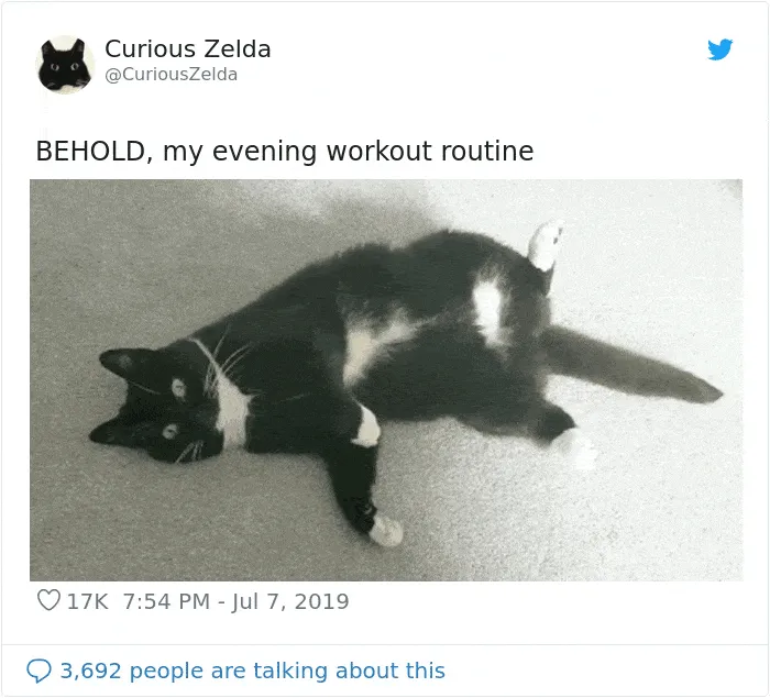 This Funny Cat Named Zelda Takes Over Twitter With Her Funny Posts (45 New Pics)