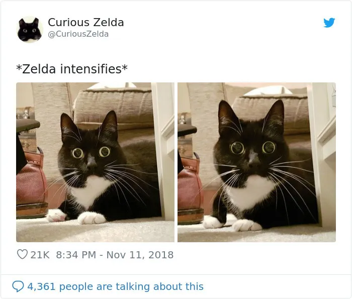 This Funny Cat Named Zelda Takes Over Twitter With Her Funny Posts (45 New Pics)