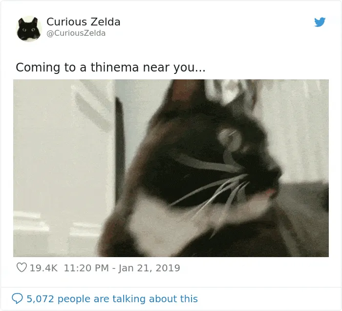 This Funny Cat Named Zelda Takes Over Twitter With Her Funny Posts (45 New Pics)