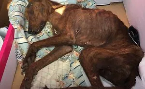 A Miracle Happened To This Dog!