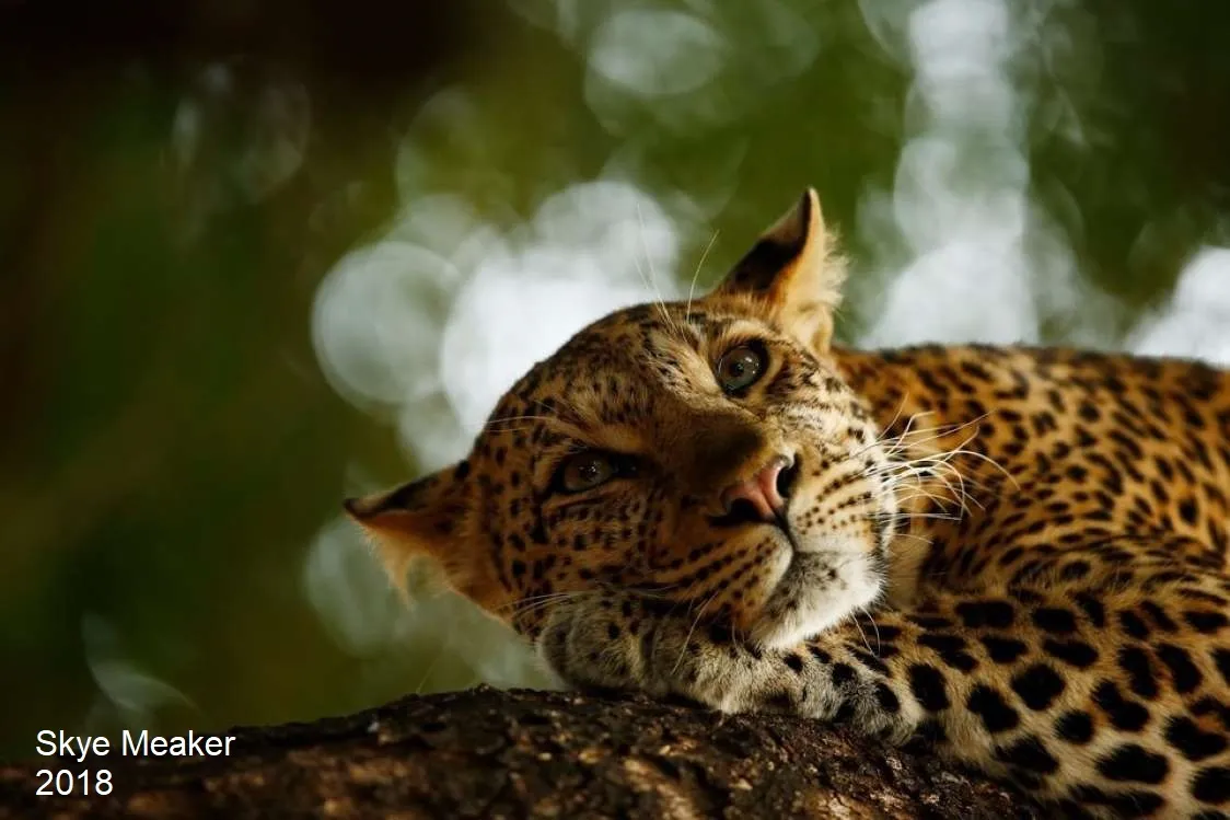 Stunning Wildlife Photos