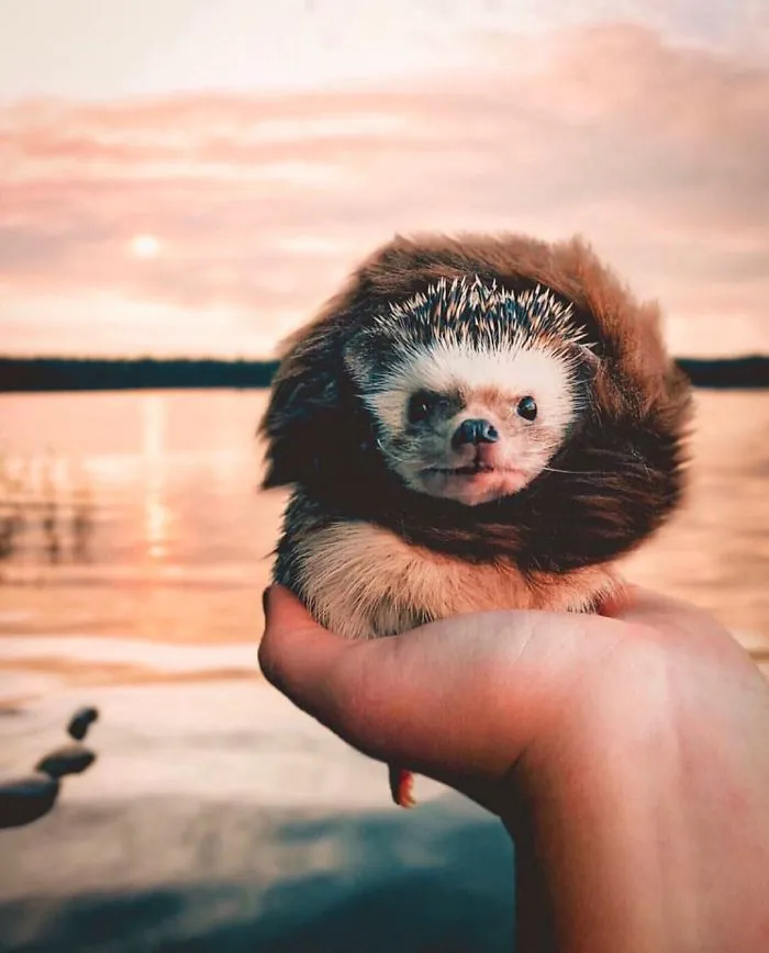 40 Pics Of Adorable Herbee The Hedgehog That 1.5 Million Instagram Followers Adore