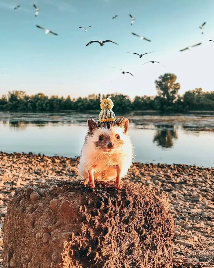 40 Pics Of Adorable Herbee The Hedgehog That 1.5 Million Instagram Followers Adore