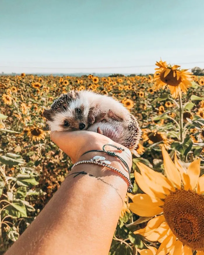 40 Pics Of Adorable Herbee The Hedgehog That 1.5 Million Instagram Followers Adore