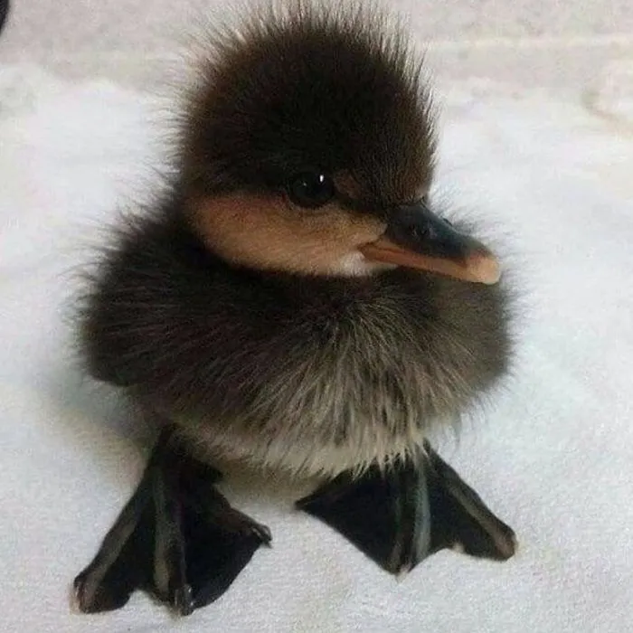 These 35 Pics Of Cute Ducks Might Make Your Day Better