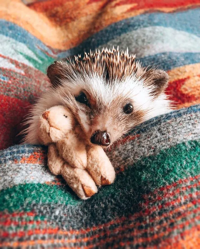 40 Pics Of Adorable Herbee The Hedgehog That 1.5 Million Instagram Followers Adore