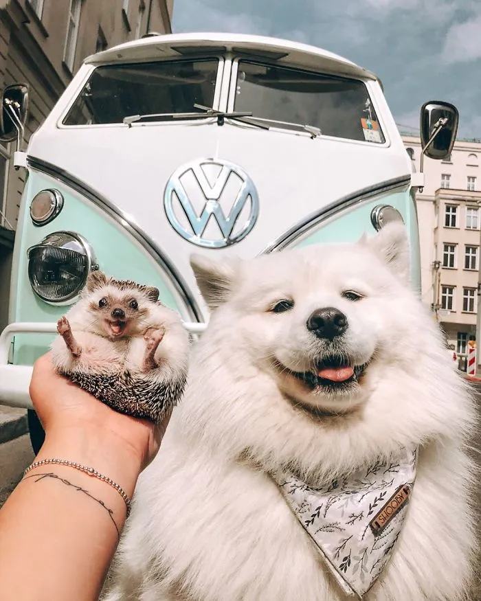 40 Pics Of Adorable Herbee The Hedgehog That 1.5 Million Instagram Followers Adore