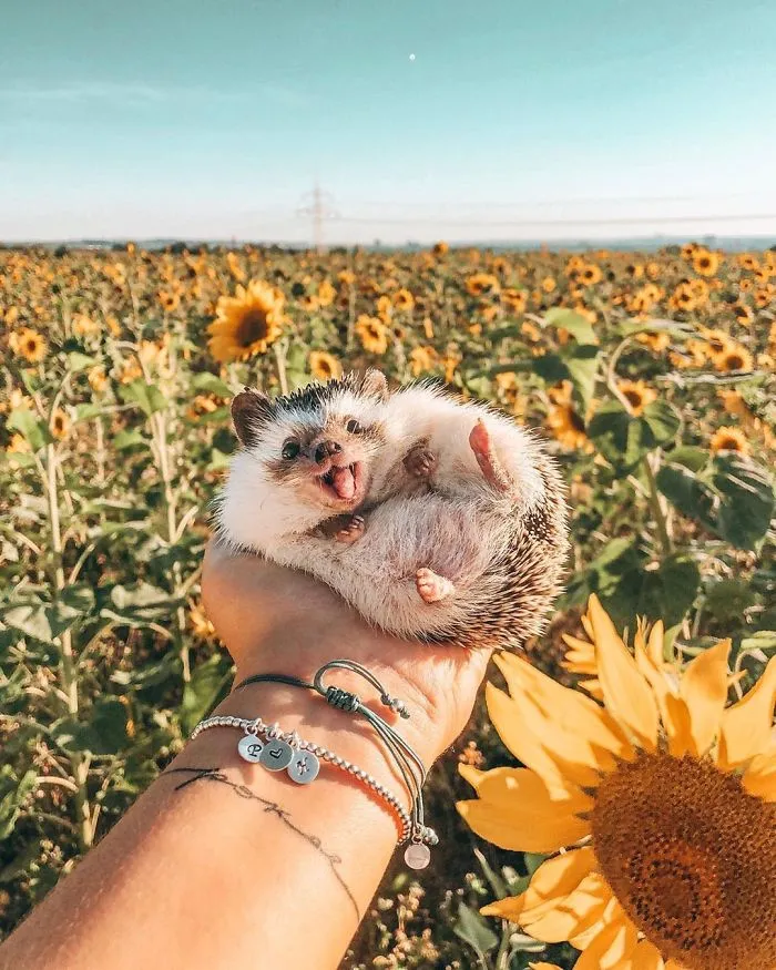 40 Pics Of Adorable Herbee The Hedgehog That 1.5 Million Instagram Followers Adore