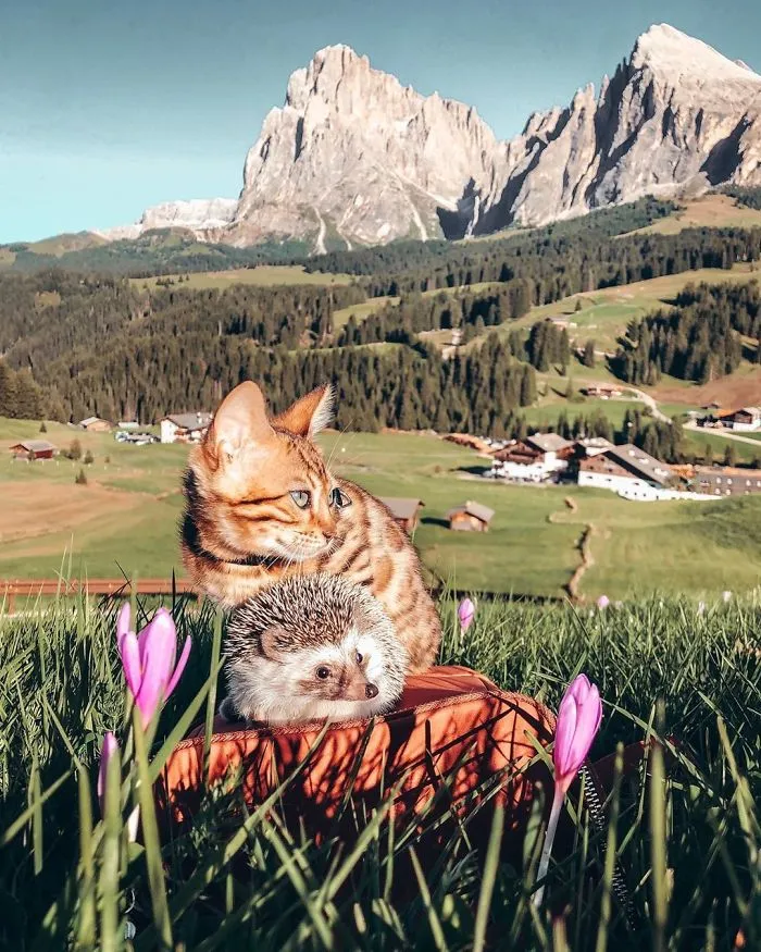 40 Pics Of Adorable Herbee The Hedgehog That 1.5 Million Instagram Followers Adore
