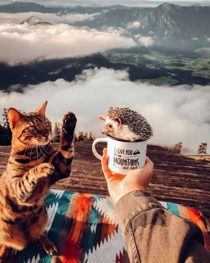 40 Pics Of Adorable Herbee The Hedgehog That 1.5 Million Instagram Followers Adore