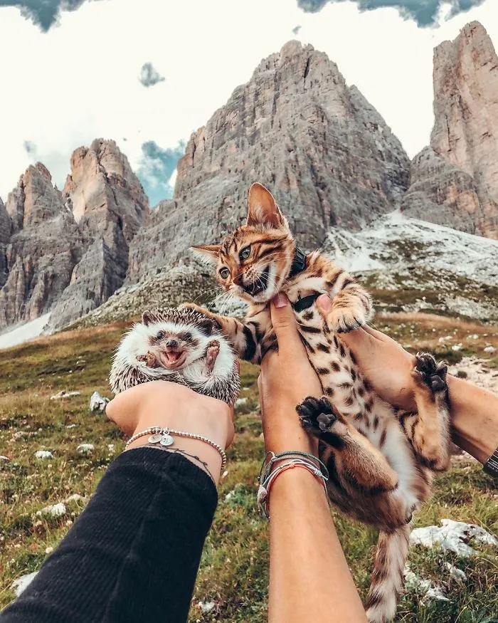 40 Pics Of Adorable Herbee The Hedgehog That 1.5 Million Instagram Followers Adore