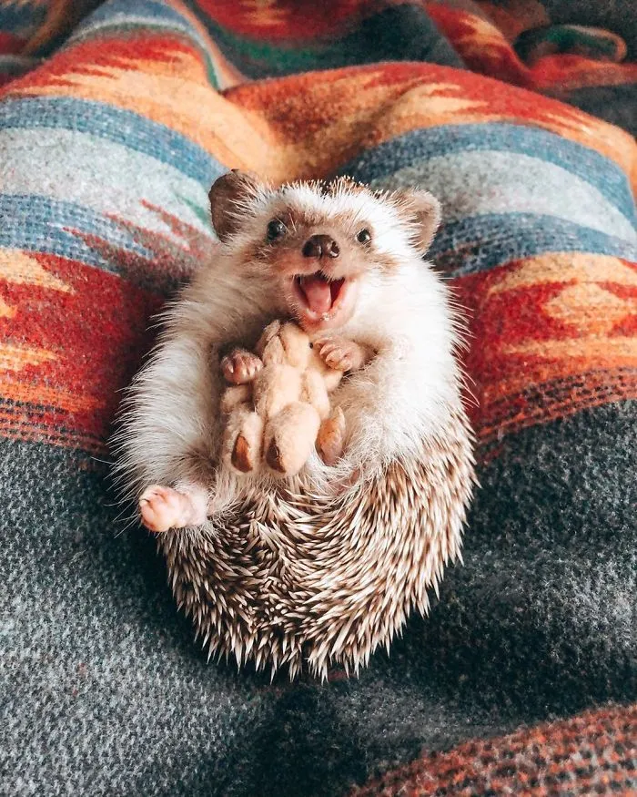 40 Pics Of Adorable Herbee The Hedgehog That 1.5 Million Instagram Followers Adore