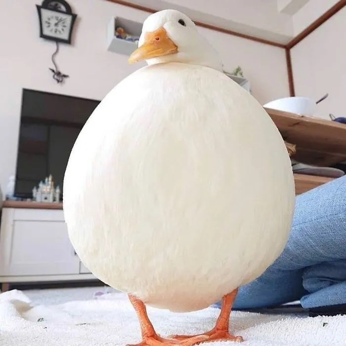 These 35 Pics Of Cute Ducks Might Make Your Day Better