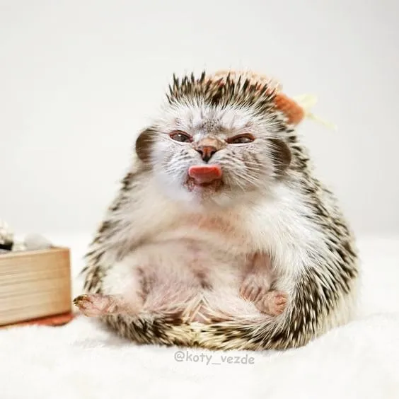 Someone Imagines What Everything Would Look Like If It Had A Cat's Face And The Result Is Funny Yet Disturbing