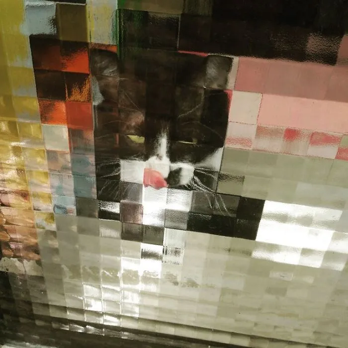 25 Times People Spotted Pixel Cats In Real Life And Just Had To Share
