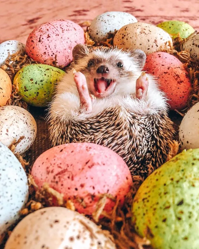 40 Pics Of Adorable Herbee The Hedgehog That 1.5 Million Instagram Followers Adore