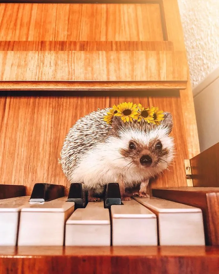 40 Pics Of Adorable Herbee The Hedgehog That 1.5 Million Instagram Followers Adore
