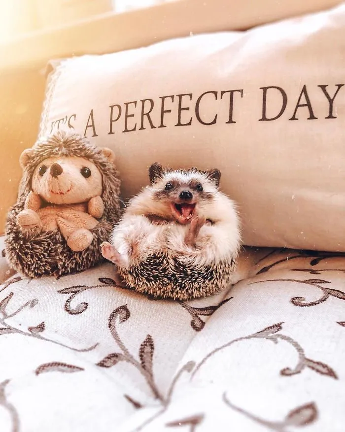 40 Pics Of Adorable Herbee The Hedgehog That 1.5 Million Instagram Followers Adore