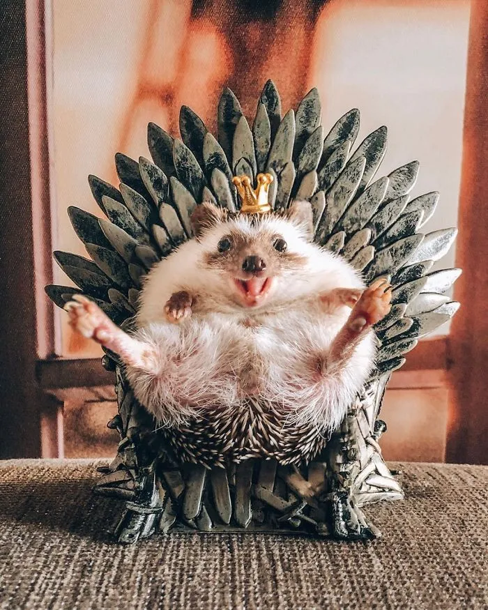 40 Pics Of Adorable Herbee The Hedgehog That 1.5 Million Instagram Followers Adore
