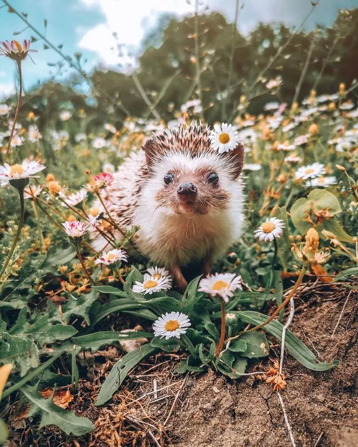 40 Pics Of Adorable Herbee The Hedgehog That 1.5 Million Instagram Followers Adore