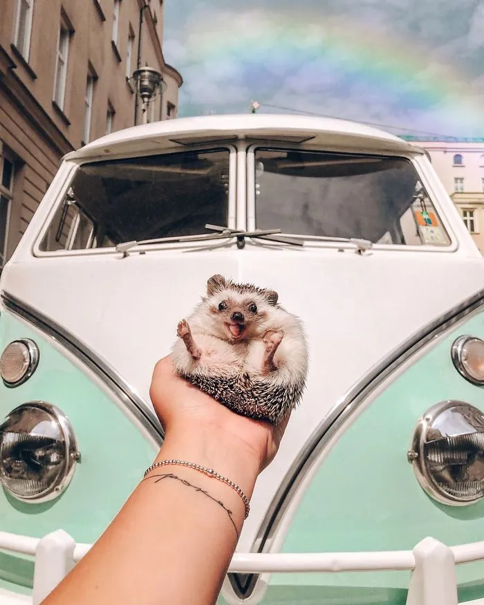 40 Pics Of Adorable Herbee The Hedgehog That 1.5 Million Instagram Followers Adore