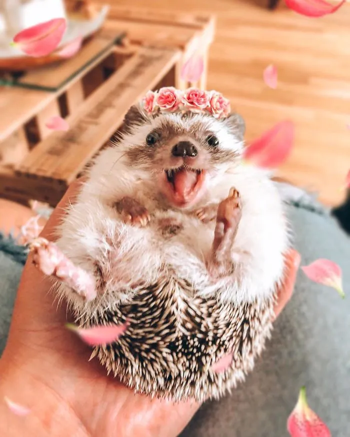 40 Pics Of Adorable Herbee The Hedgehog That 1.5 Million Instagram Followers Adore