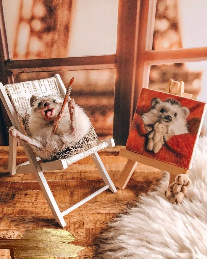40 Pics Of Adorable Herbee The Hedgehog That 1.5 Million Instagram Followers Adore