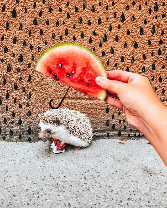 40 Pics Of Adorable Herbee The Hedgehog That 1.5 Million Instagram Followers Adore