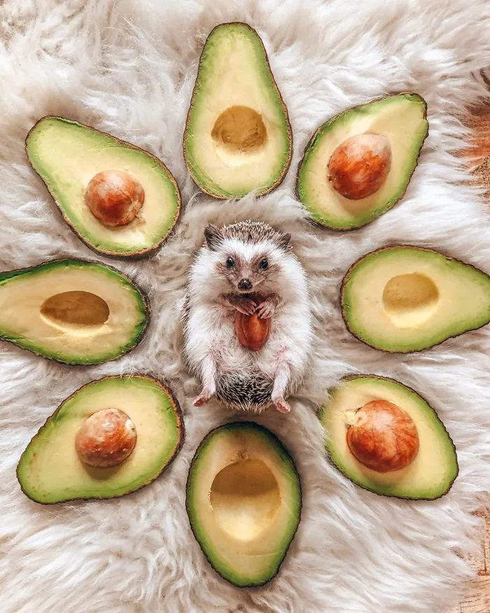 40 Pics Of Adorable Herbee The Hedgehog That 1.5 Million Instagram Followers Adore