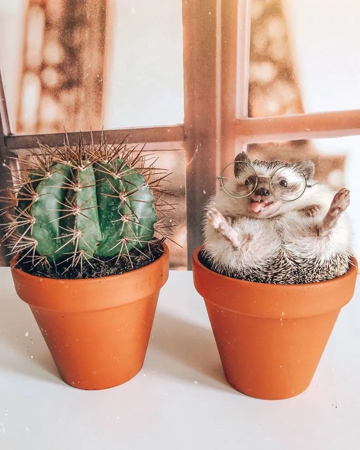 40 Pics Of Adorable Herbee The Hedgehog That 1.5 Million Instagram Followers Adore