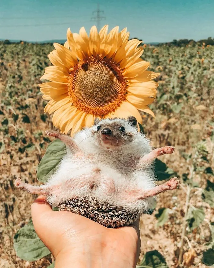 40 Pics Of Adorable Herbee The Hedgehog That 1.5 Million Instagram Followers Adore