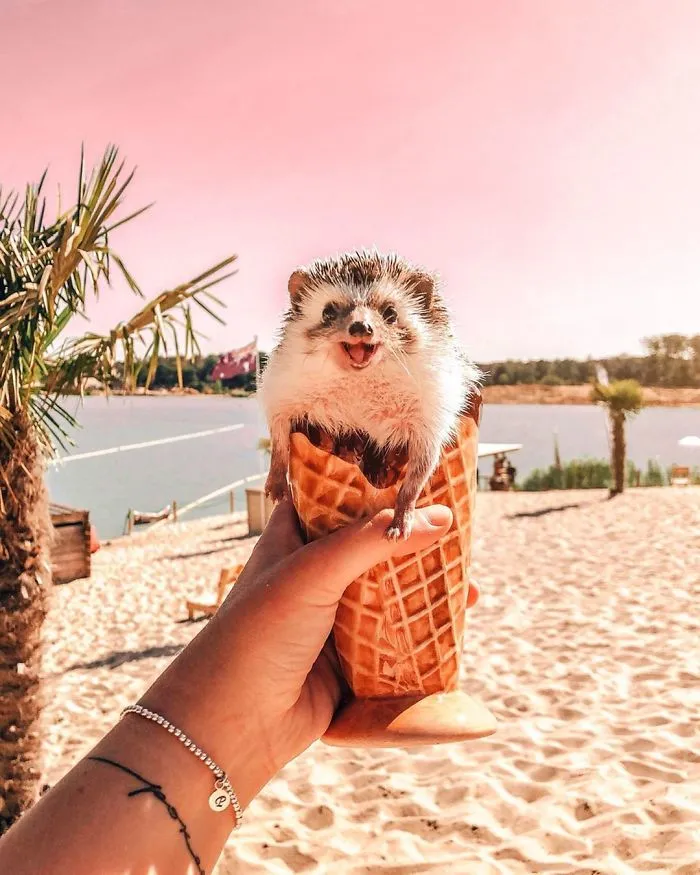 40 Pics Of Adorable Herbee The Hedgehog That 1.5 Million Instagram Followers Adore