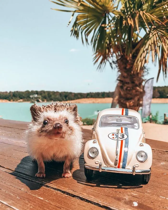 40 Pics Of Adorable Herbee The Hedgehog That 1.5 Million Instagram Followers Adore