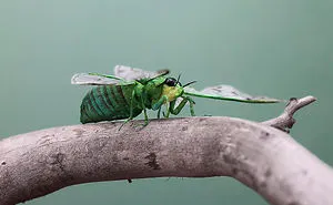 Artist Tina Kraus Makes The Most Incredible Lifelike Insects From Paper