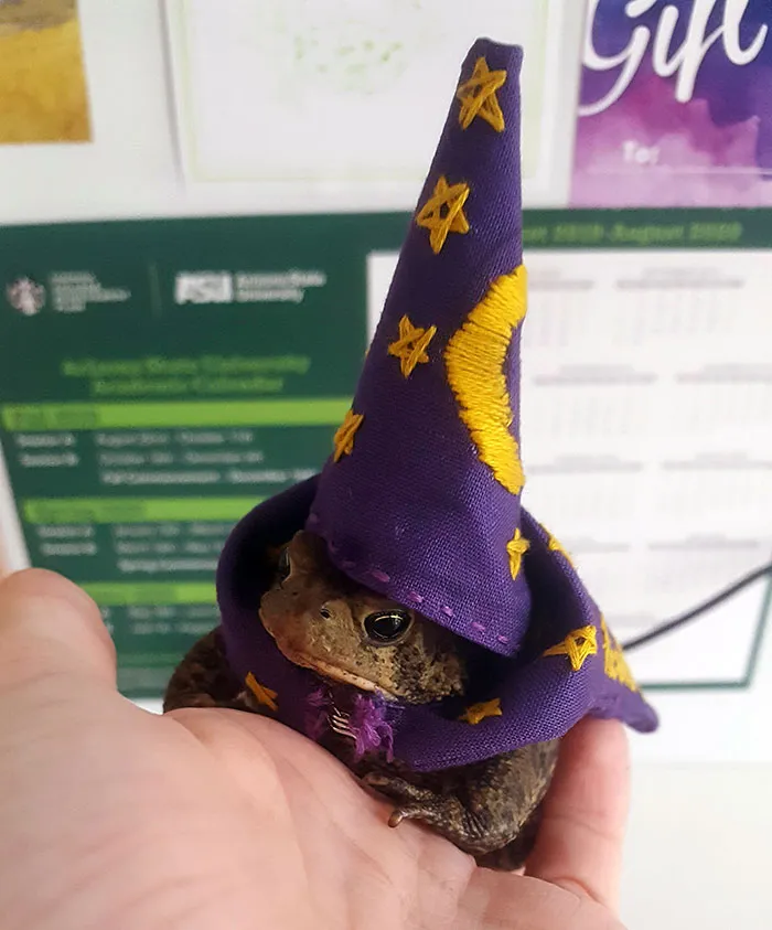 Mi sapo Toadbert disfrazado de mago