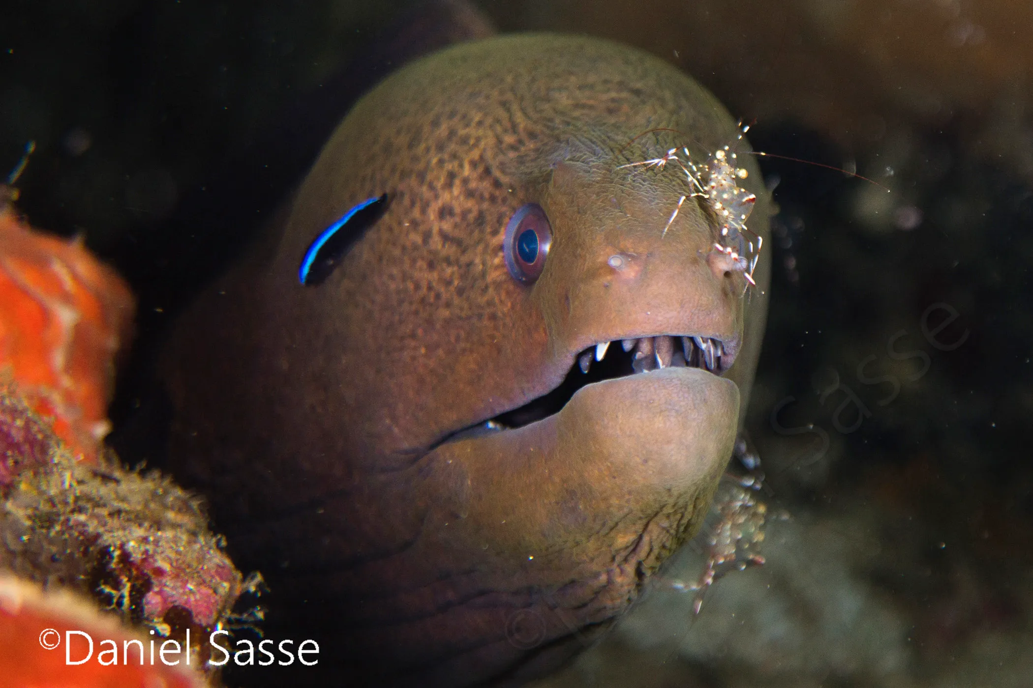 I Spent Many Hours Scuba Diving To Photograph Moray Eels On Cleaning Stations.