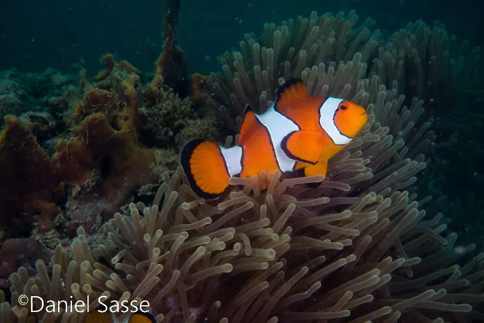 My 17 Pictures Of Nemo In Real Life