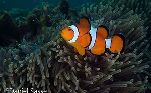 My 17 Pictures Of Nemo In Real Life
