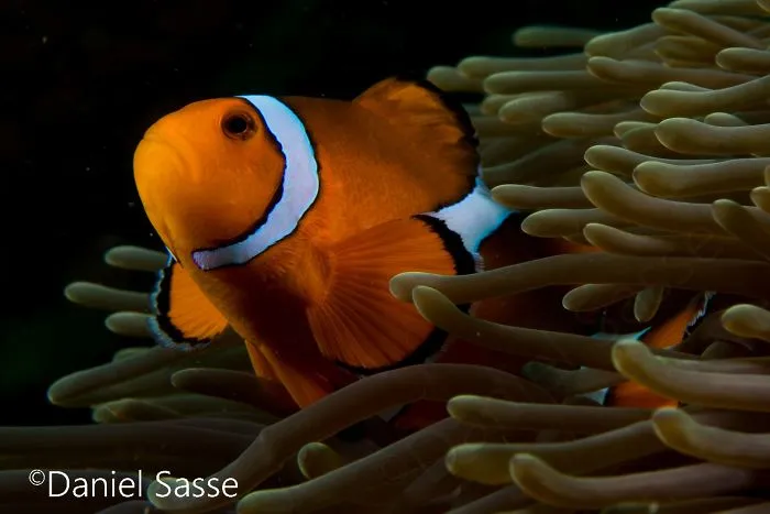 My 17 Pictures Of Nemo In Real Life